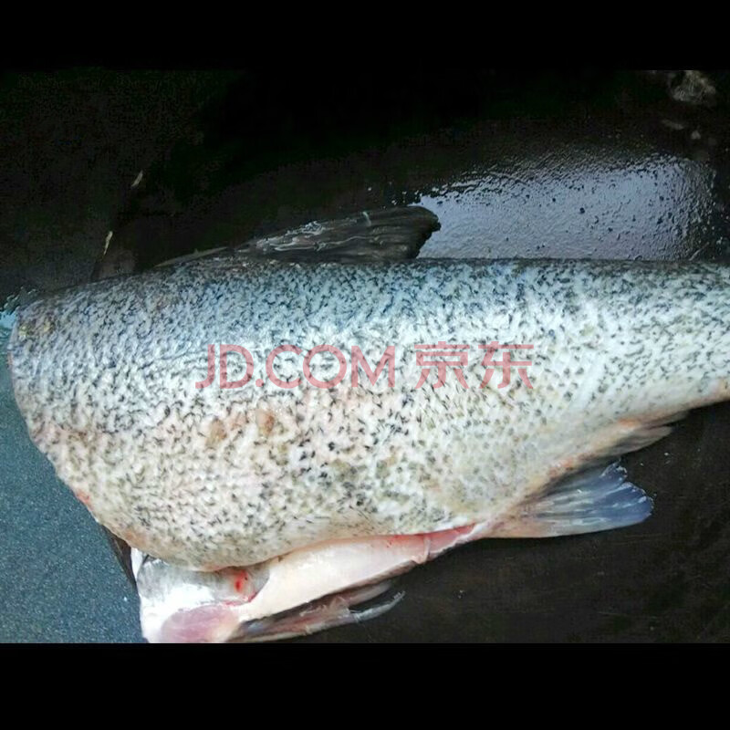 胖头鱼花鲢熊鱼黑鲢大头鱼新鲜鲜活现杀花鲢鱼身2斤2只