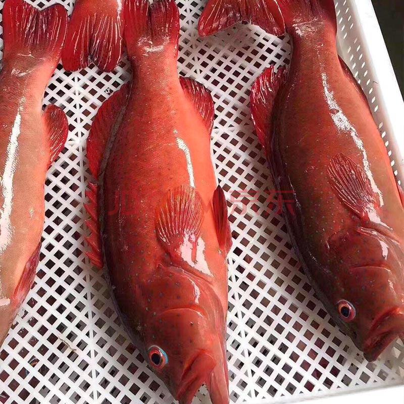 东星斑现捕新鲜石斑鱼鲜活燕尾斑深海海鱼瓜子斑海鲜水产红斑