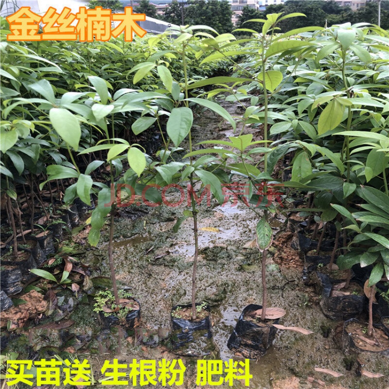 名贵木材树苗金丝楠木树苗四川小叶桢楠树苗金丝楠木苗盆栽地栽虎雀