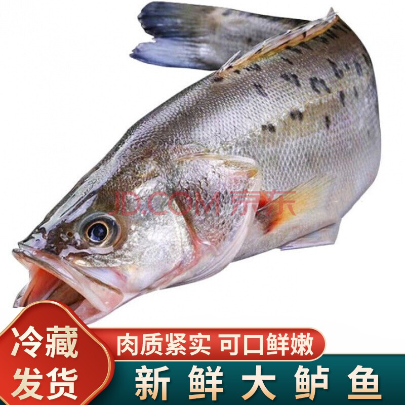 【冷藏发货】海鲈鱼冰冻生鲜鱼类冷冻海鱼海卢鱼整条七星鲈鱼鲜活新鲜