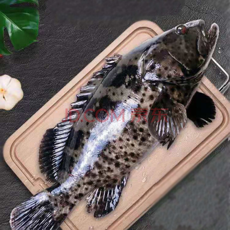 鲜源澜湾 深海石斑鱼龙胆鱼石斑鱼青石斑深海鱼大龙趸鱼珍珠斑东星斑