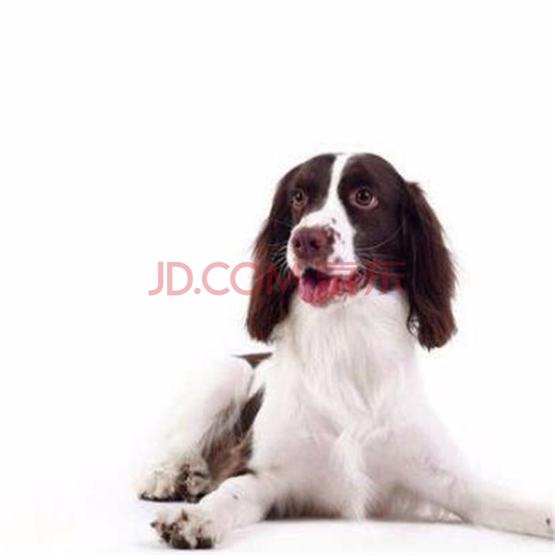 幼犬活体纯种宠物狗狗史宾格犬活体幼崽公母均有 ss级 公【图片 价格
