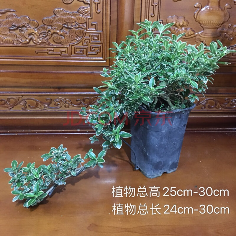 六月雪盆景老桩小苗提根六月雪小盆栽金边红花造型悬崖附石微盆景