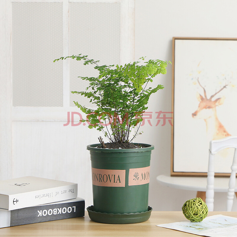 铁线蕨盆栽鸟巢蕨盆栽波斯顿蕨盆栽小苗室内茶几办公桌创意微植物
