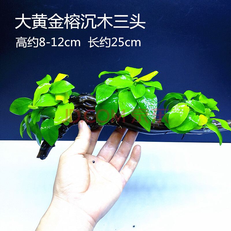 水草水族箱活体造景套餐新手后景草金鱼草有茎定植水草裸缸 大黄金榕