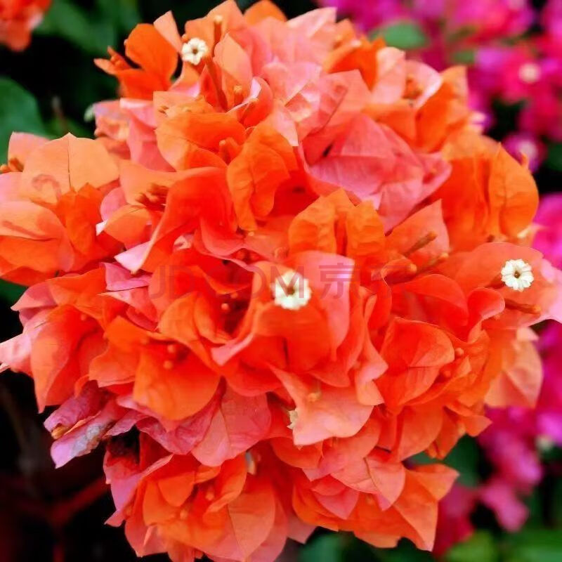 直发三角梅带花苞三角梅爬藤花卉植物盆栽 绿叶橙【带叶子原土发货】