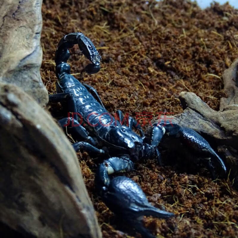 亚洲宠物蝎子雨林蝎宠物蝎公母繁殖组包活爬宠异宠超大黑蝎子温顺