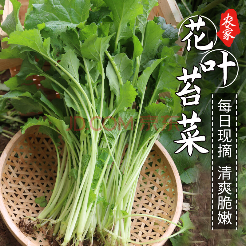 蔬菜 叶菜类 密农人家(minongrenjia) 密农人家 新鲜花叶苔菜 密云