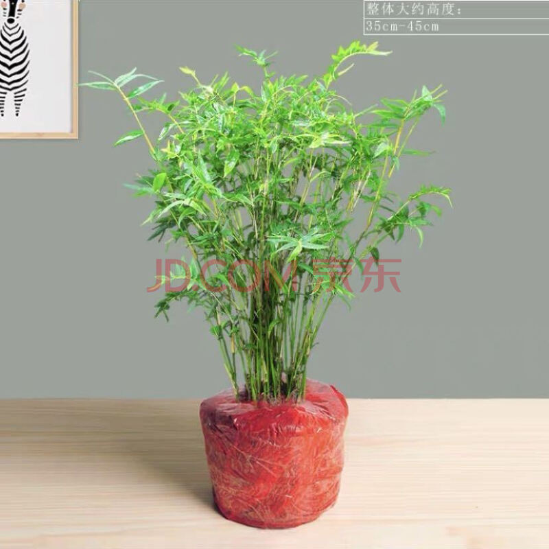 米竹盆栽植物室内凤尾竹盆景节节高竹子客厅易活绿植 米竹原土