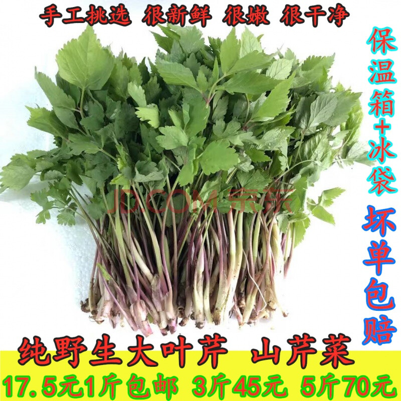 新鲜大叶芹500g山芹菜东北山野菜山菜老桑芹大叶芹 1000g