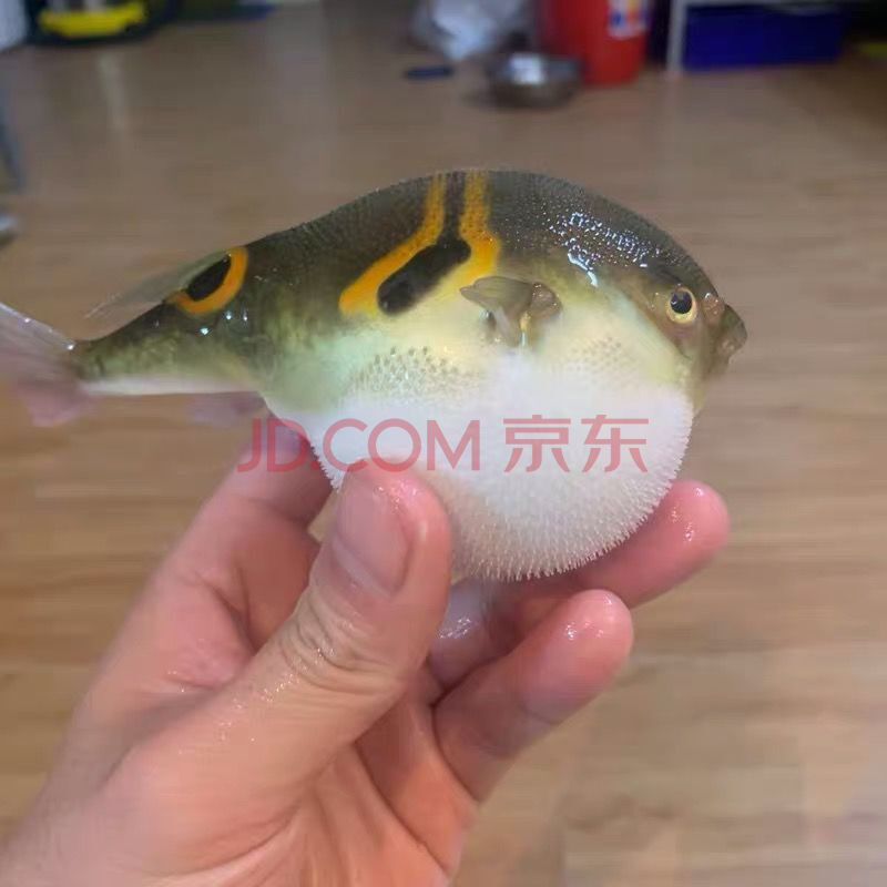 潜水艇鱼深水巧克力娃娃热带观赏鱼肉食狗头鱼河豚小型鱼活体 弓斑