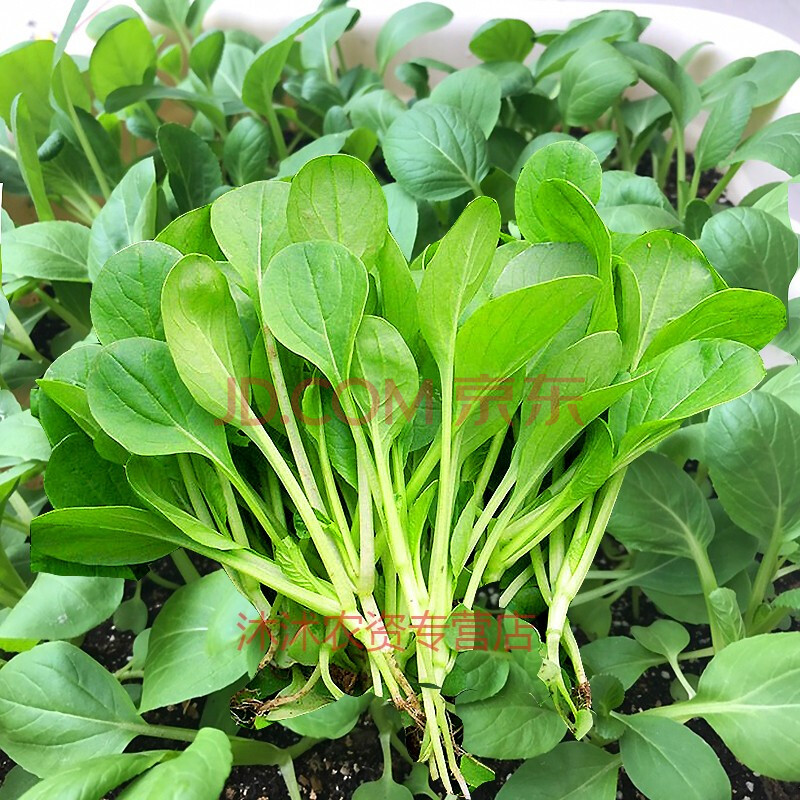 鸡毛菜菜籽种小白菜青菜子春季四季播种蔬菜孑农家盆栽上海青油菜