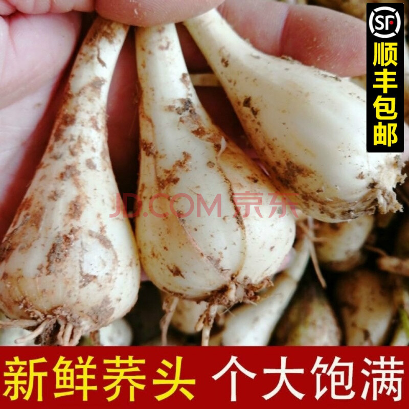 蔬菜 葱姜蒜椒 柏馋 顺丰新鲜现挖无叶荞头藠头新鲜现挖时令蔬菜大