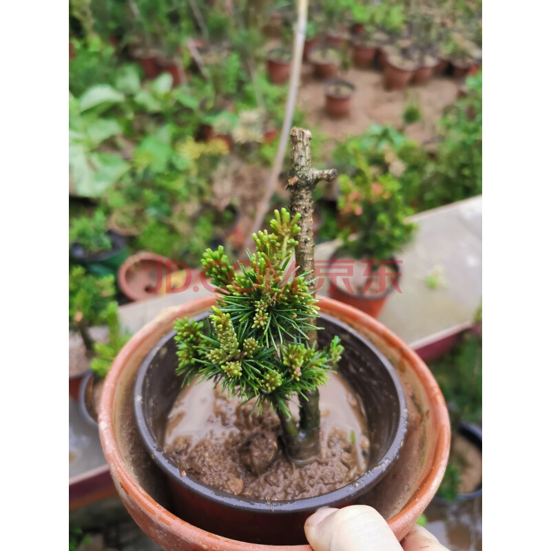 精品 松小苗五针松盆景树桩造型短针嫁接苗那须娘松树黑松 精品九重