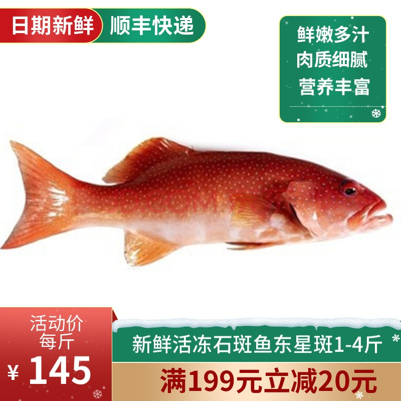 【东星斑】石斑鱼新鲜海鲜鲜活冷冻燕尾斑瓜子斑每条约1-4斤东星斑鱼