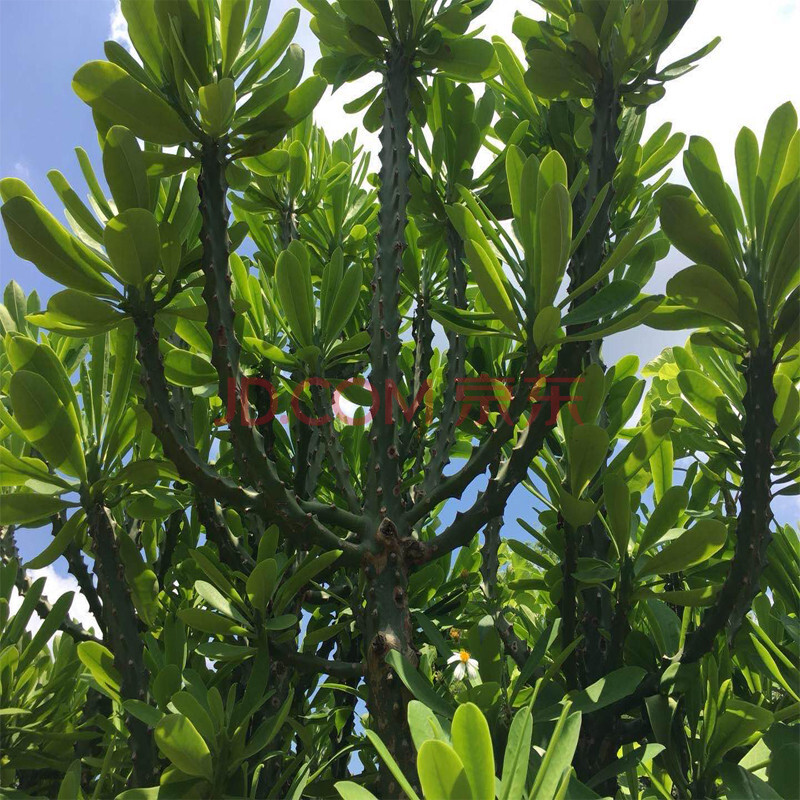 仙人掌多肉植物霸王鞭龙骨辐射吸甲醛客厅室内阳台花卉大型盆栽 85cm