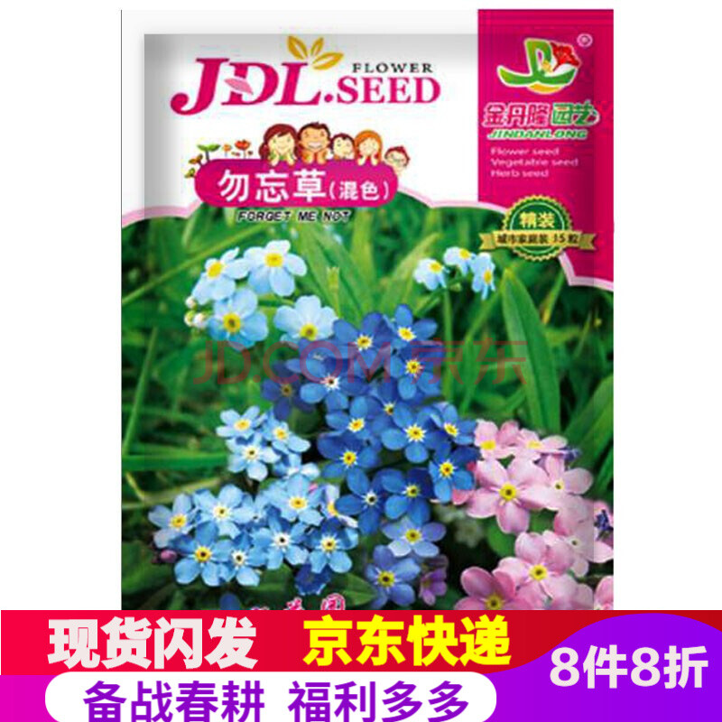 四季易种庭院阳台盆栽花卉种子盆栽耐寒花籽 我的花园混色勿忘草种子