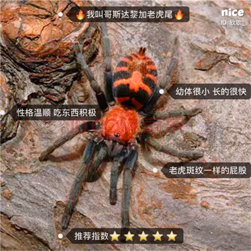 哥斯达黎加老虎尾2cm (含饲养套装)