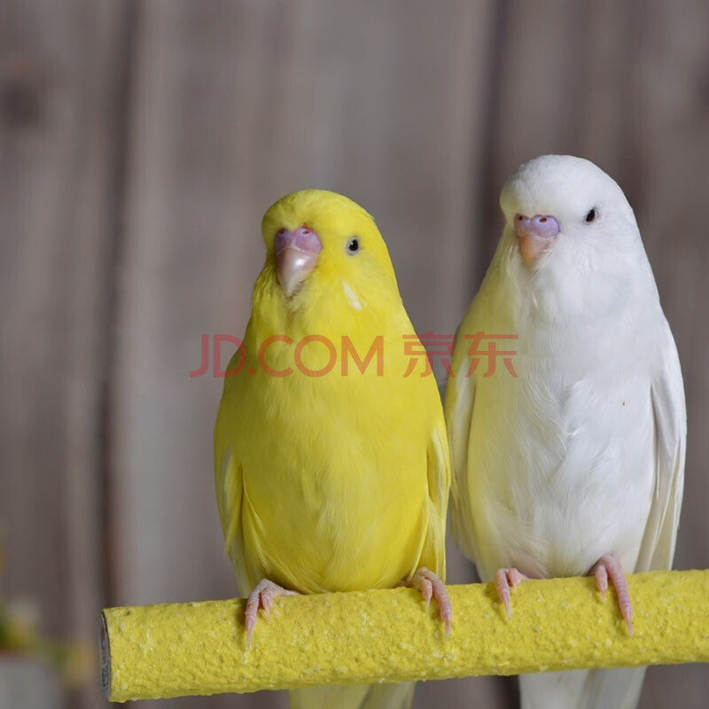 double yellow大头虎皮鹦鹉活体 玄凤活鸟鸟活物家养会说话幼鸟手养