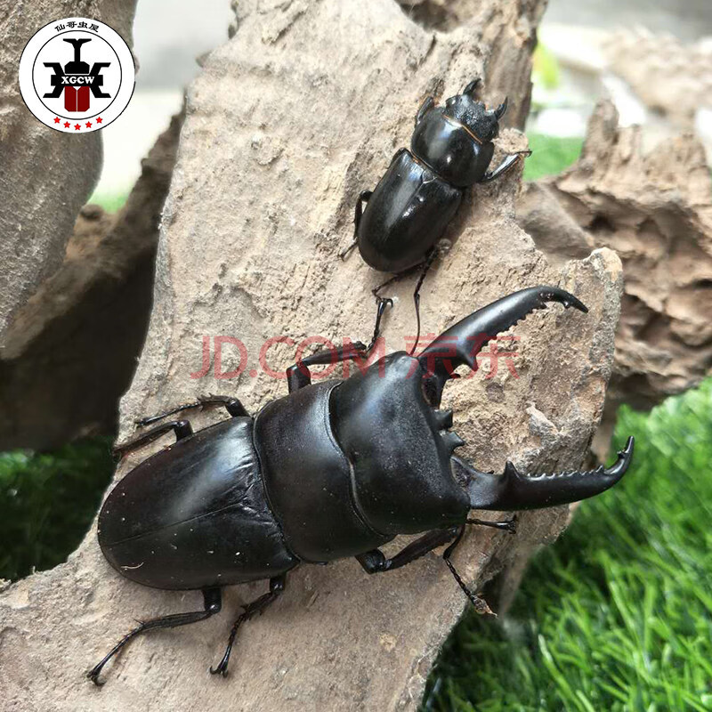 荣郁 锹形虫中国扁锹锹甲虫锹甲活体另类宠物昆虫大扁楸甲虫独角仙大