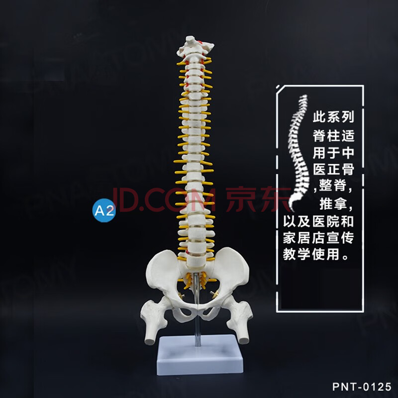 人体脊柱模型人体脊椎医用正骨练习骨骼模型颈椎腰椎骨架 a2款白色不