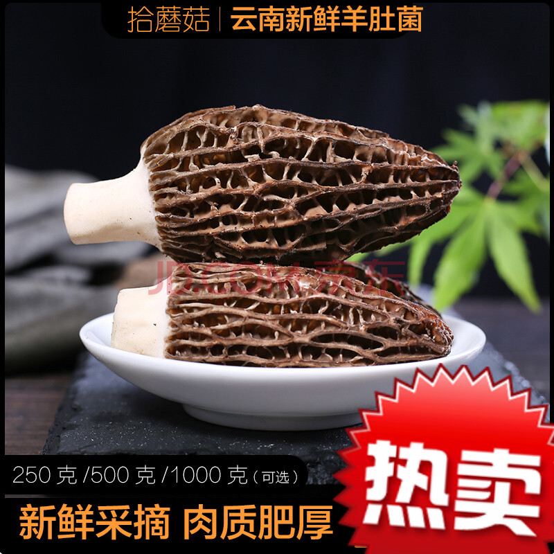 香馜 拾蘑菇 云南新鲜羊肚菌500g-1000g 高山羊肚菌土特产羊干食用菌