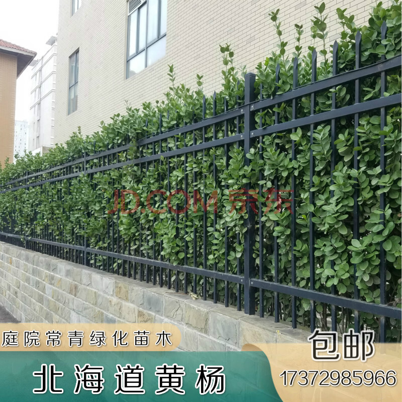 物鲜仙子 别墅绿化苗木珊瑚树围墙植物法国冬青树苗庭院绿篱北海道