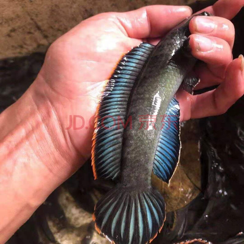 野生南鳢雷龙鱼观赏鱼冷水鱼龙鱼凶猛七彩雷龙淡水活体彩虹雷龙鱼