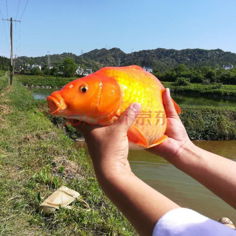 不二臣元宝鲤荷包鲤红鲤鱼短身观赏鲤鱼宠物鱼风水鱼大型淡水水族鱼