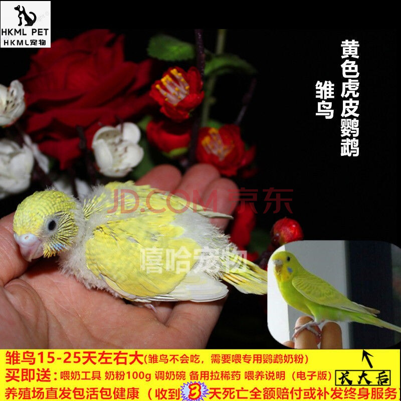 雏鸟活体物鹦鹉虎皮牡丹黄桃黄化玄凤绿桃大头特色小鸟手养人 黄虎皮
