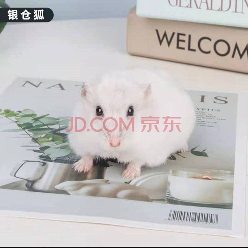 宠物活体仓鼠活物鼠宠物活体鼠网红鼠活体荷兰猪包活银仓1只盒子鼠粮