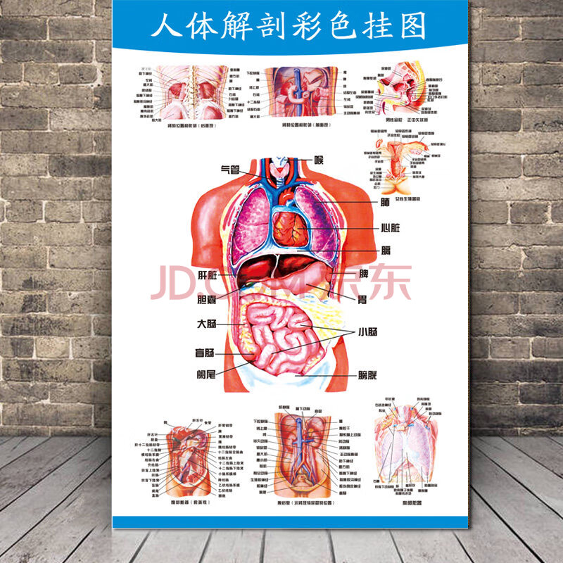 人体内脏结构图 人体解剖图结构示意图人体内脏器官骨骼肌肉构造挂图