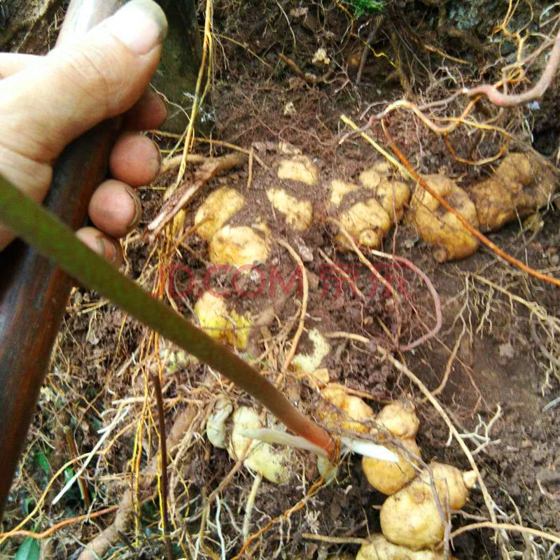 伟博纯野生新鲜黄精老虎姜鸡头滇黄精煲汤九蒸九晒补品益肾 野生新鲜