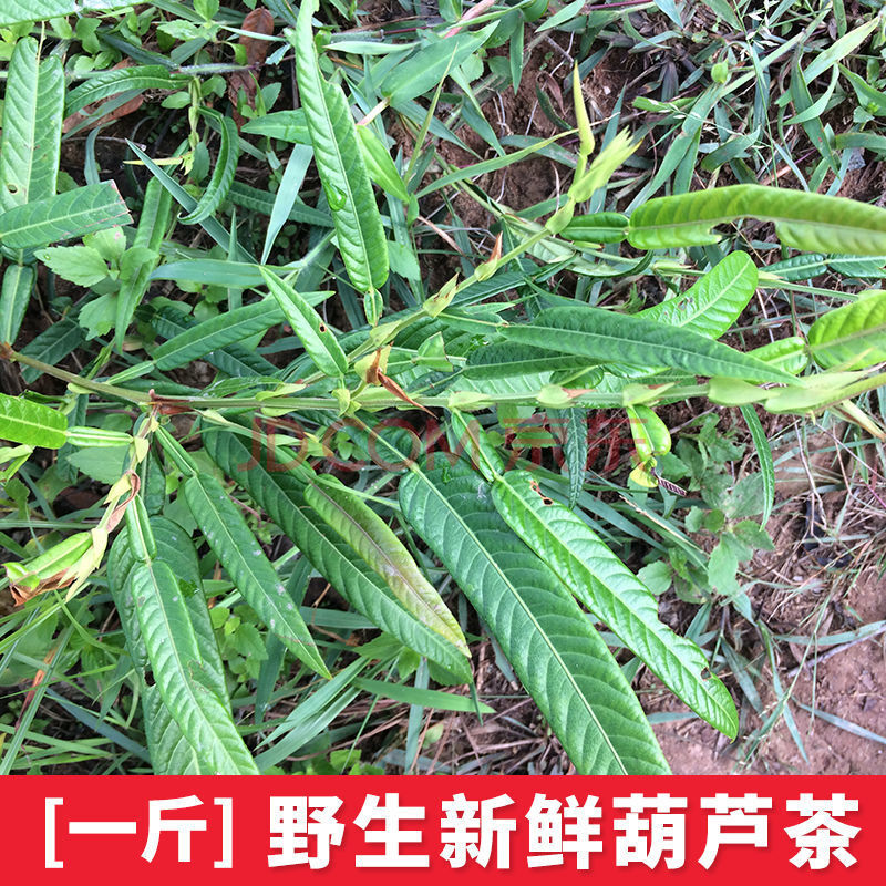 新鲜葫芦茶500g中草药凉茶去暑疳茶龙舌黄剃刀柄枝叶