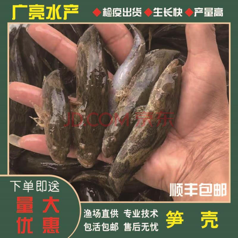 【顺丰】笋壳鱼苗 沙塘鳢鱼苗 沙塘鲤鱼苗 淡水养殖呆子鱼虎头鲨虎头