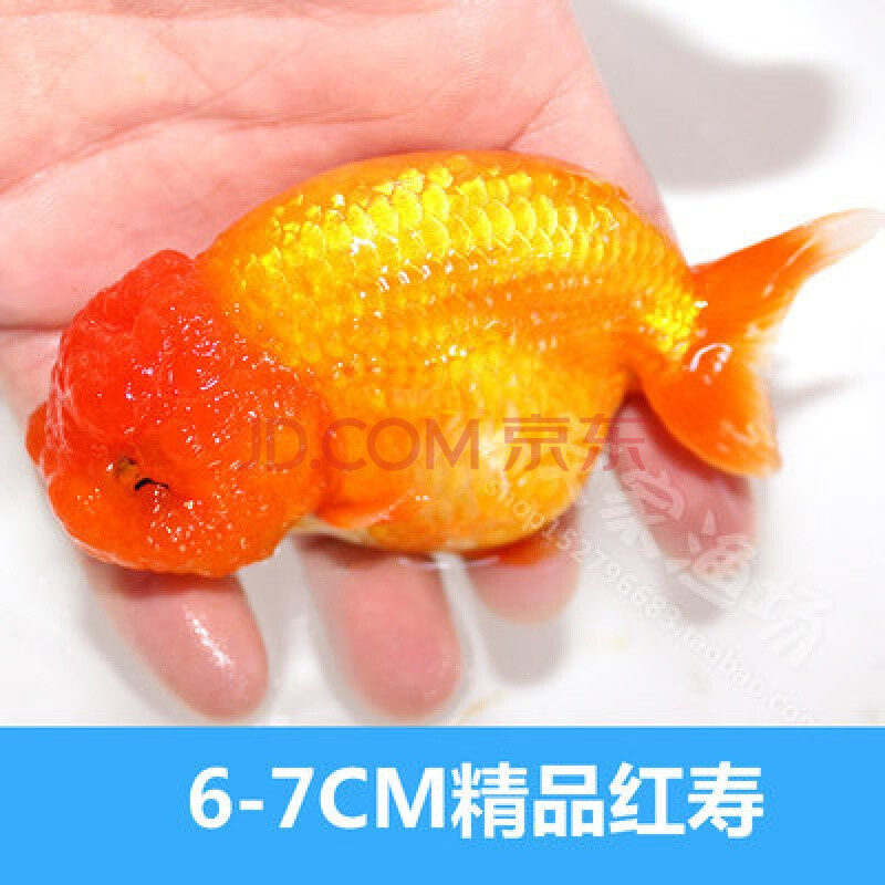 泰狮金鱼活鱼f1泰狮红白黑五花菠萝泰师百褶裙好养包活水财神(water