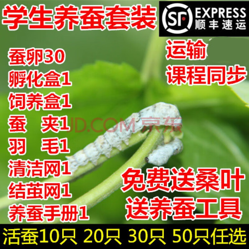 蚕宝宝活体幼虫蚕子蚕卵蚕种嫩桑叶新鲜春蚕七彩白色学生养蚕套装顺丰