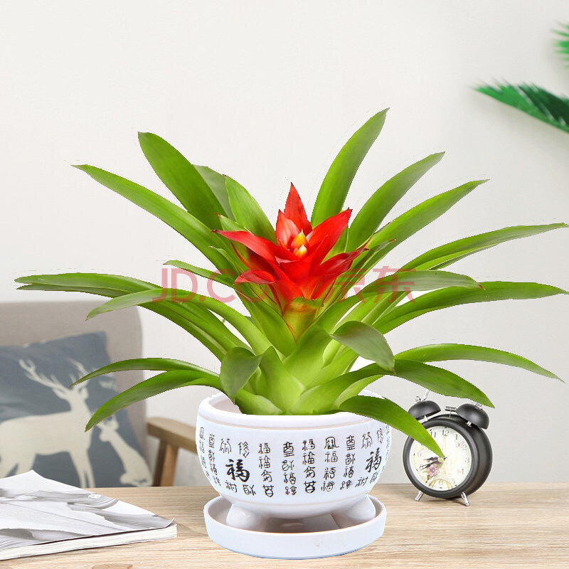 水培植物凤梨花大苗室内大型绿植盆景 鸿运当头(小号白色福陶瓷盆) 含