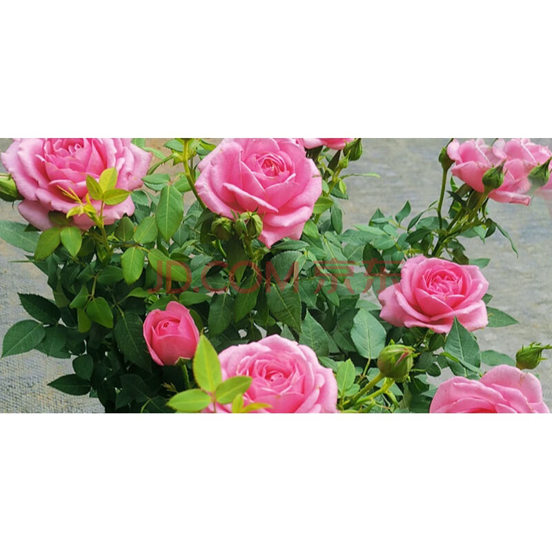 玫瑰月季大花型淑女玫瑰四季开花绿植花卉庭院室内好养花【好看】