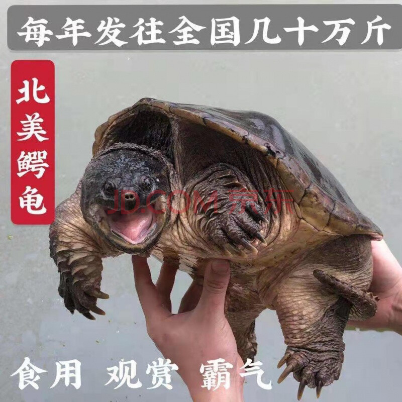大鳄龟活体鳄龟食用鳄龟鳄龟饲料变异纯佛鳄龟小鳄龟爆刺鳄龟 9-10 斤