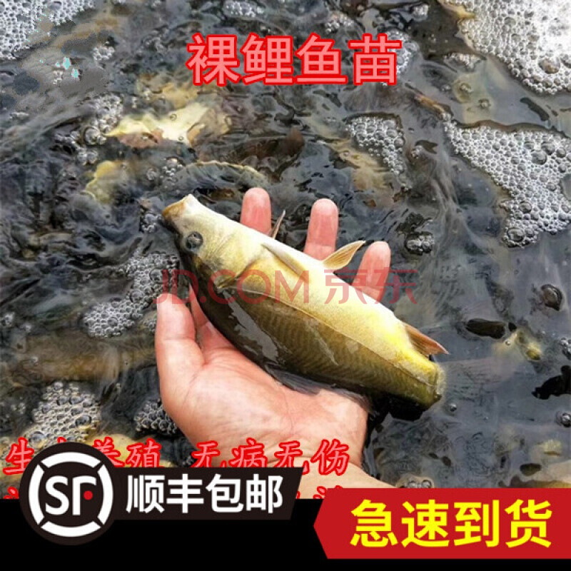 裸鲤鱼苗3-5cm100条【图片 价格 品牌 报价】-京东