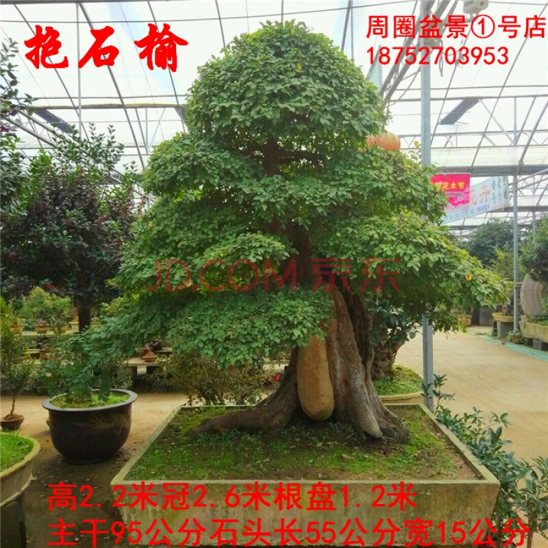 实拍大型榆树盆景树桩造型盆景庭院栽植抱石榆树 大型抱石榆树 含盆