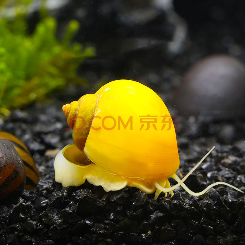 【顺丰】小苹果螺观赏螺工具螺水族黑壳草缸除藻鳄龟粮食 大号成体