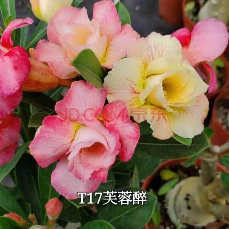 沙漠玫瑰盆栽植物重瓣玫瑰室内绿植四季开花老桩带花桌面花卉绿植劲诚