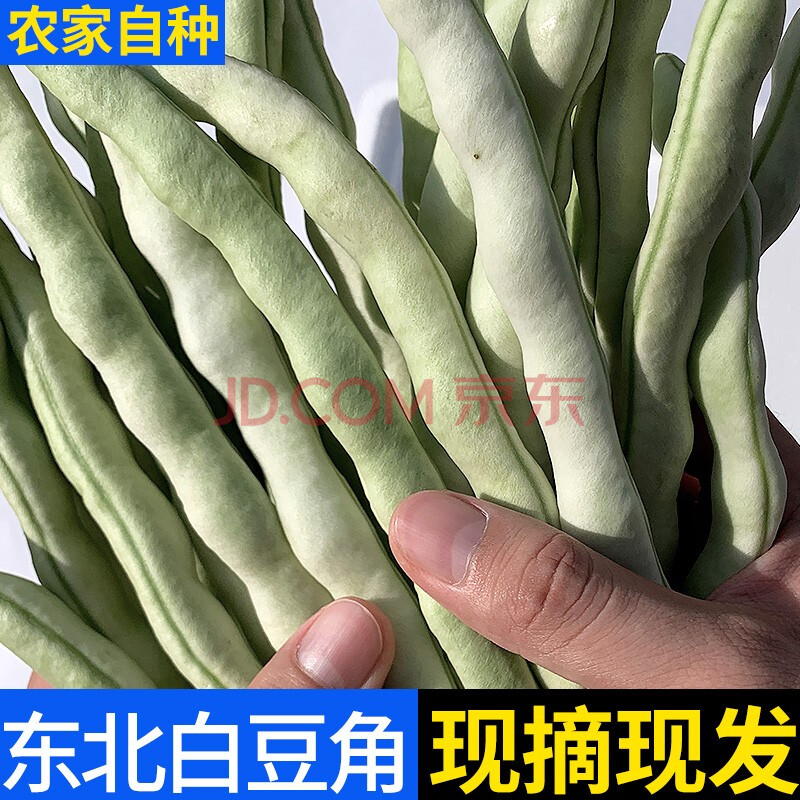 【保温箱冷链运输】农家新鲜蔬菜 东北白豆角 四季豆 辽宁现摘芸豆 白