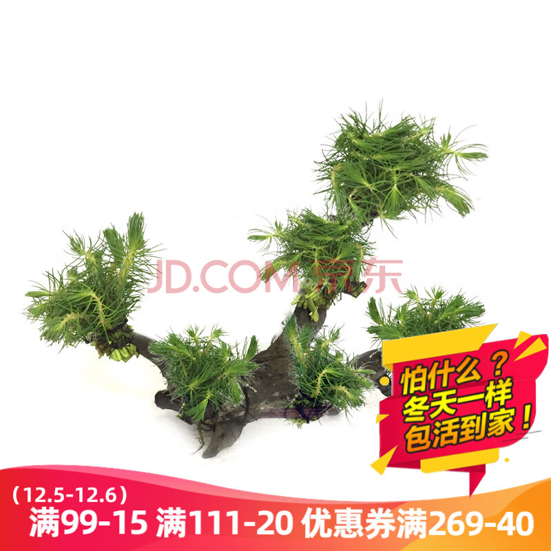 水草活体鱼缸造景套餐用品水榕水族箱装饰鱼缸种子沉木活水草 南极杉6