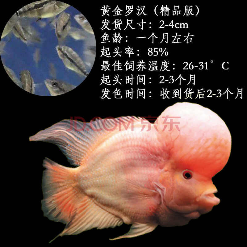 鱼红马泰金花古典活体热带观赏鱼 精品黄金苗(1-4cm)5条【图片 价格