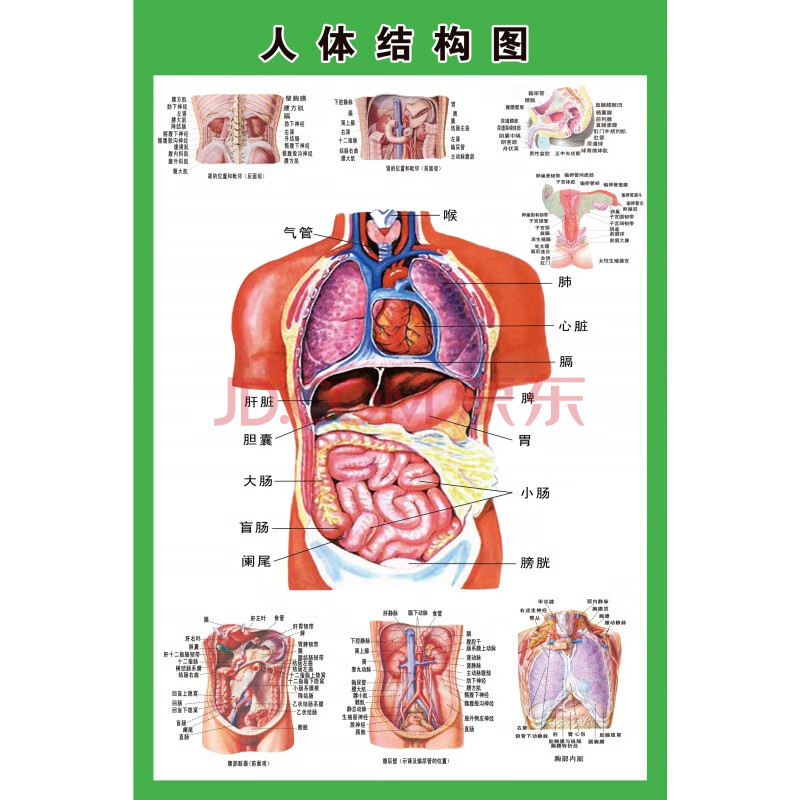 人体内脏解剖示意图全身器官分布图医院心脏解剖挂图医学海报 人体