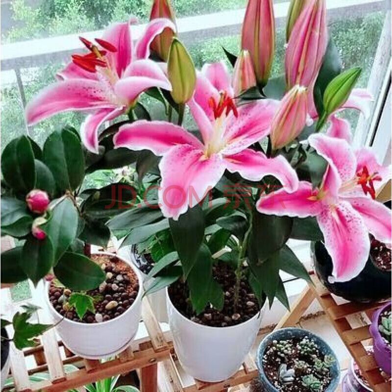 植物种子朱顶红郁金香风信子水仙花风铃花芍药花球根 香水百合种球2棵
