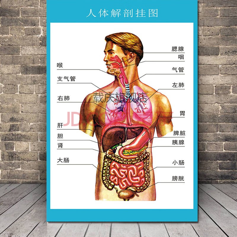 人体医学解剖挂图院2021新款解剖图结构示意图五脏六腑分布图骨骼内脏
